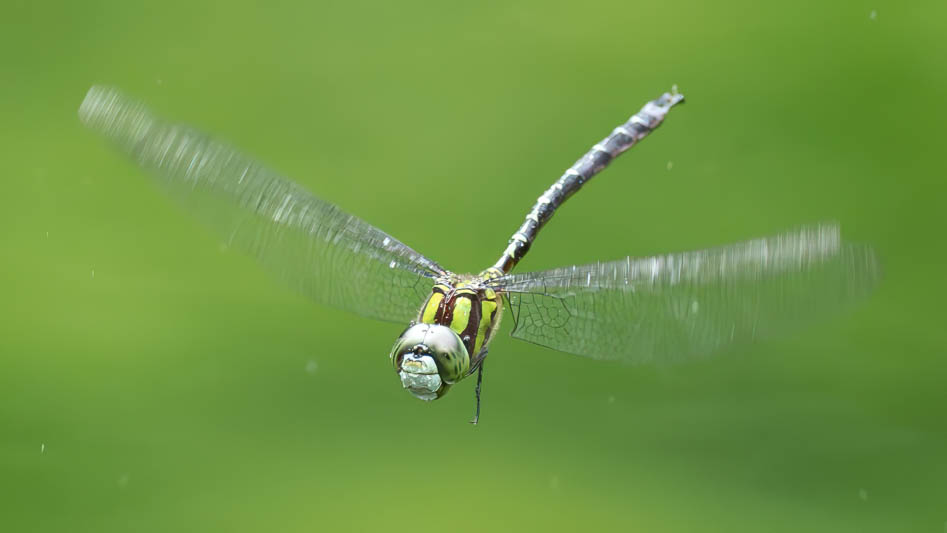 Remartinia luteipennis (Malachite Darner)-2.jpg